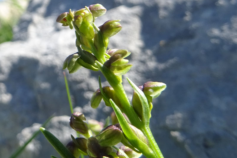 Chamorchis alpina